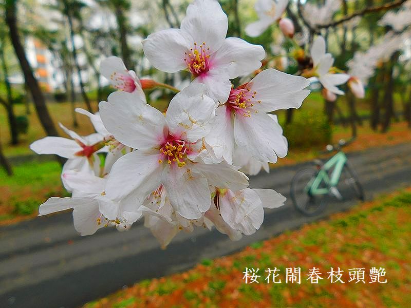 桜花閙春枝頭艶