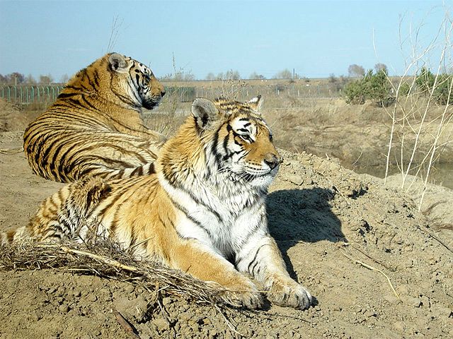 G0031_2004_中国ハルビン【シベリア虎動物園】 G0031