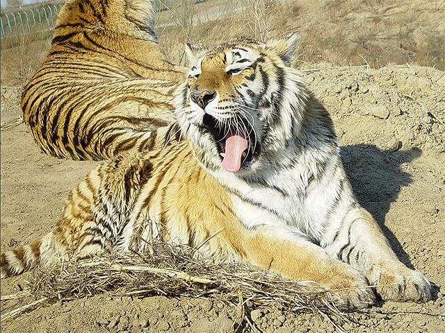 G0032_2004_中国ハルビン【シベリア虎動物園】 G0032