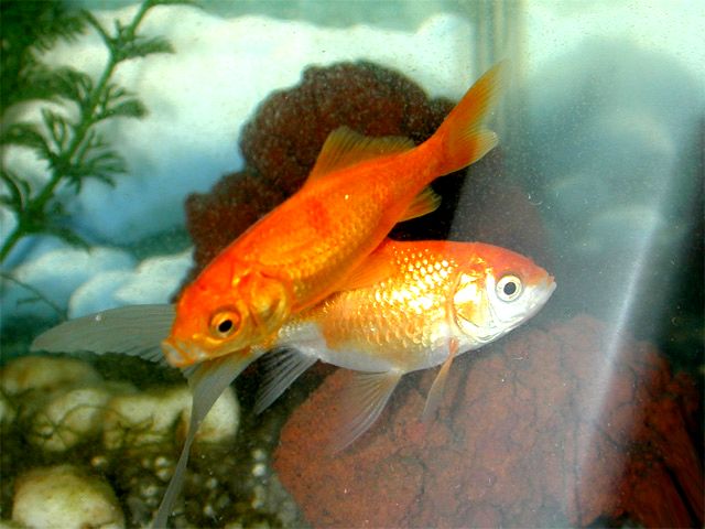 G0034_2005_伴侶ー我が家の金魚 G0034