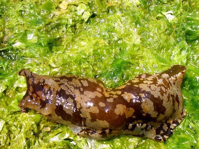 G0039_2007_新潟県佐渡島【ウミウシ】 G0039