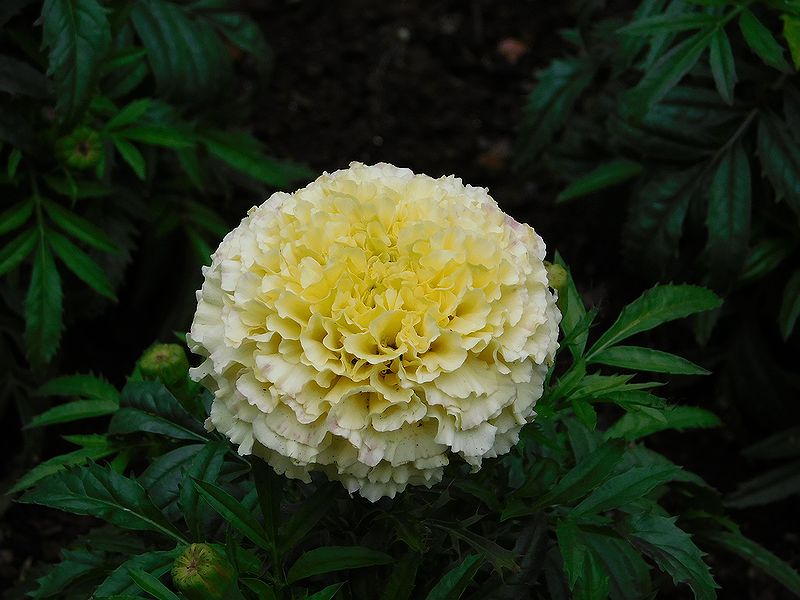 G0041_2007_新潟県佐渡島【紫陽花】 G0041
