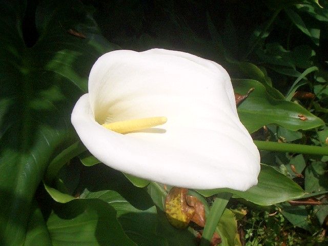 G0043_2007_新潟県佐渡島【カラー】 G0043