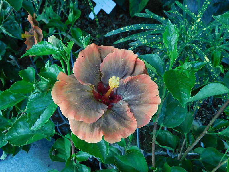 G0373_Your image is the best title ! G0373