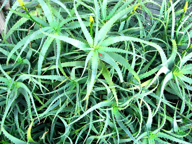 G0425_Your image is the best title ! G0425