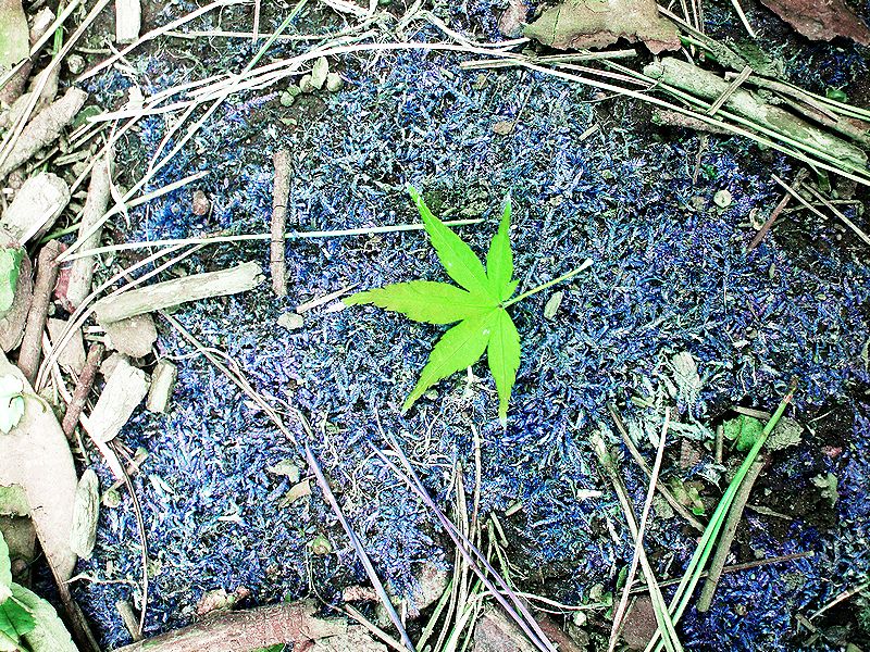 G0496_Your image is the best title ! G0496