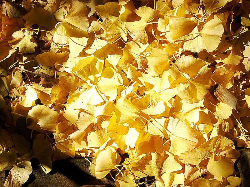 G0703_Your image is the best title ! G0703