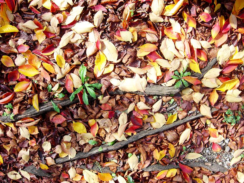 G0750_Your image is the best title ! G0750