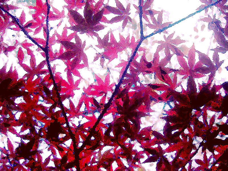 G1124_Your image is the best title ! G1124