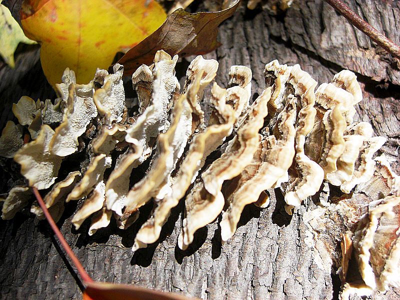 G1183_Your image is the best title ! G1183