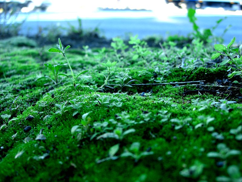 G1192_Your image is the best title ! G1192