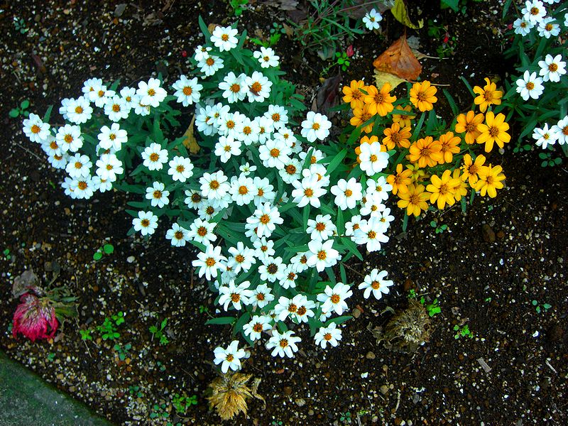 G1255_Your image is the best title ! G1255