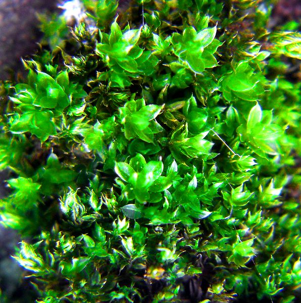 G1262_Your image is the best title ! G1262