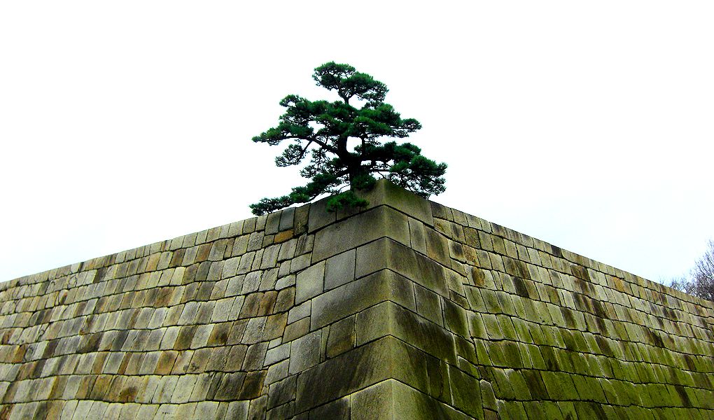 G1392_Your image is the best title ! G1392