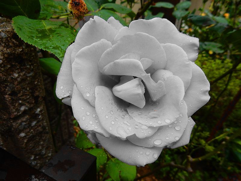 G1411_Your image is the best title ! G1411