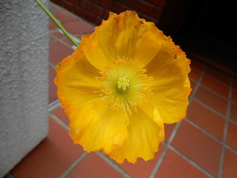 G1416_Your image is the best title ! G1416