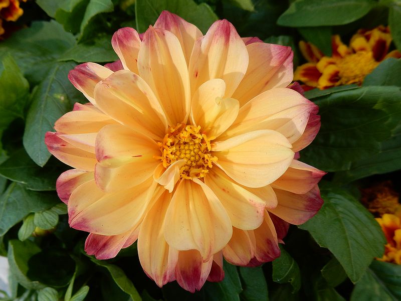 G1418_Your image is the best title ! G1418