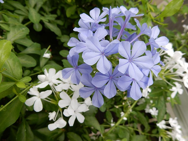 G1423_Your image is the best title ! G1423