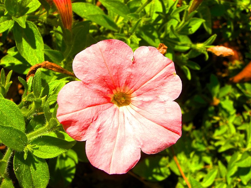 G1425_Your image is the best title ! G1425