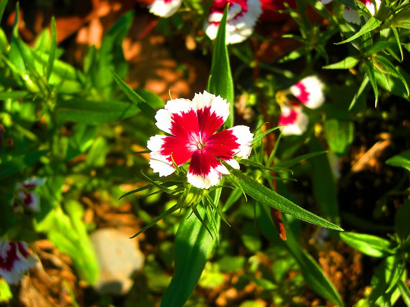 G1426_Your image is the best title ! G1426