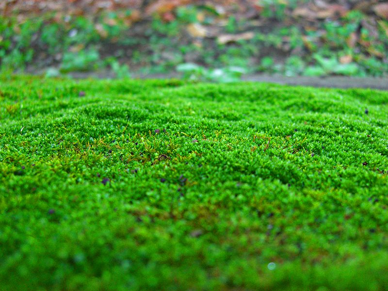G1439_Your image is the best title ! G1439