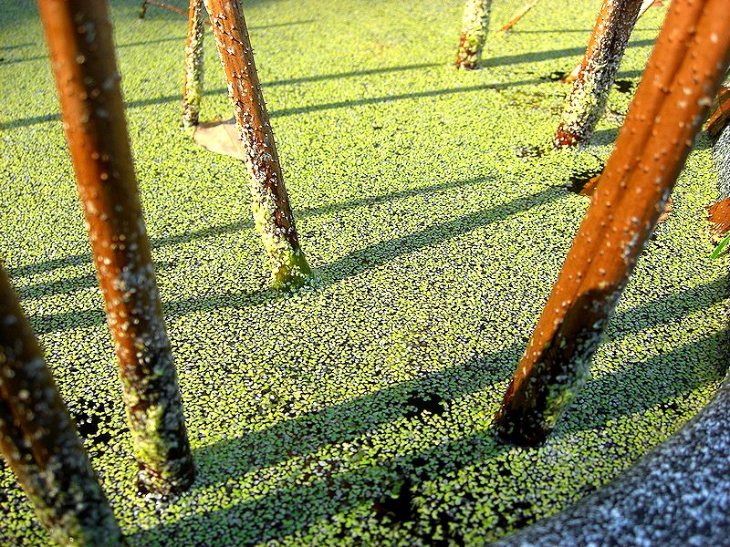 G1449_Your image is the best title ! G1449
