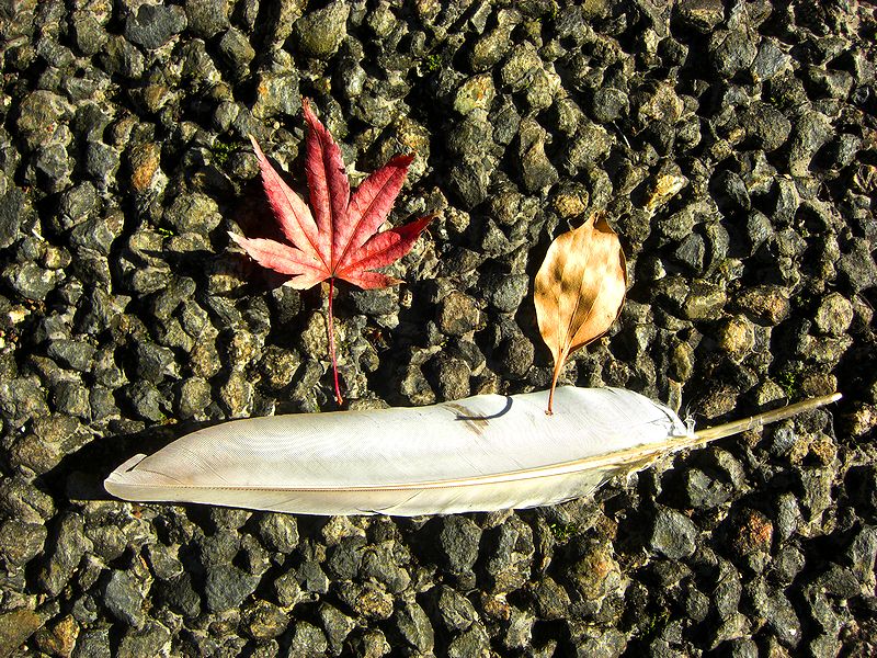 G1451_Your image is the best title ! G1451