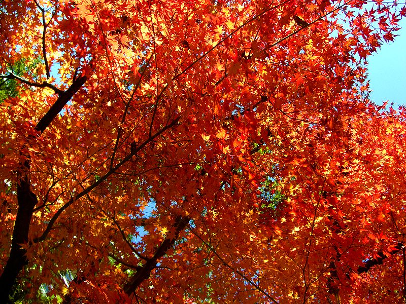 G1452_Your image is the best title ! G1452