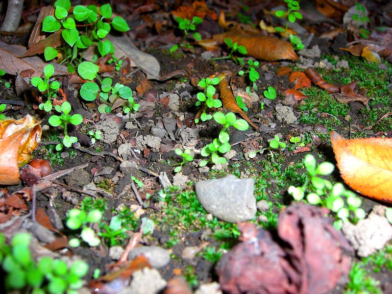 G1456_Your image is the best title ! G1456