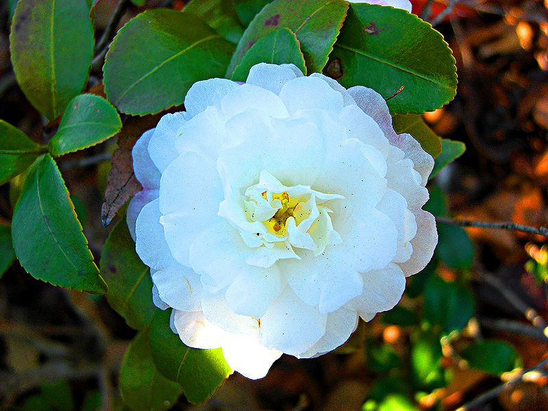 G1465_Your image is the best title ! G1465