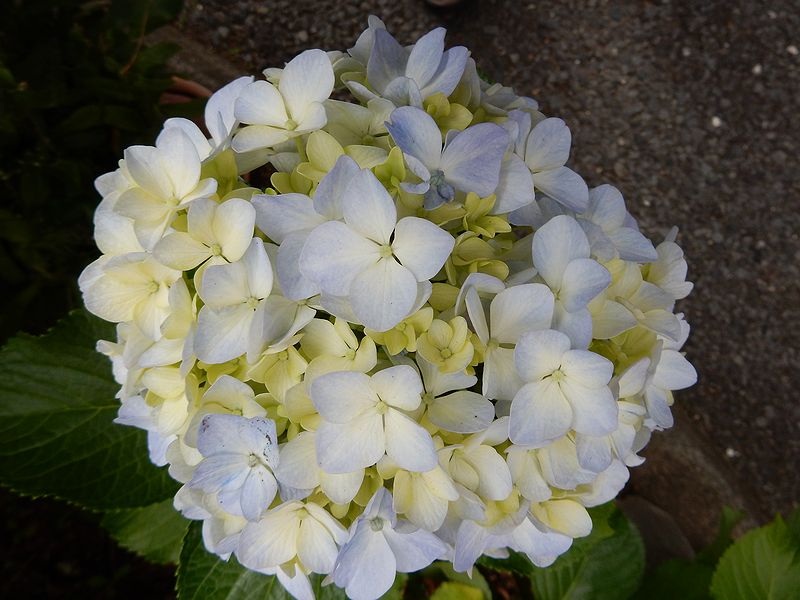 G1472_Your image is the best title ! G1472