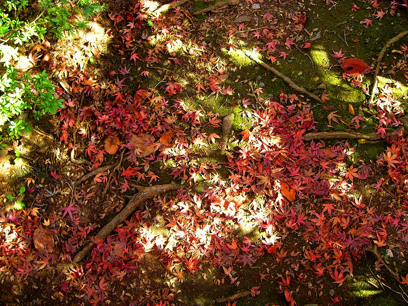 G1479_Your image is the best title ! G1479