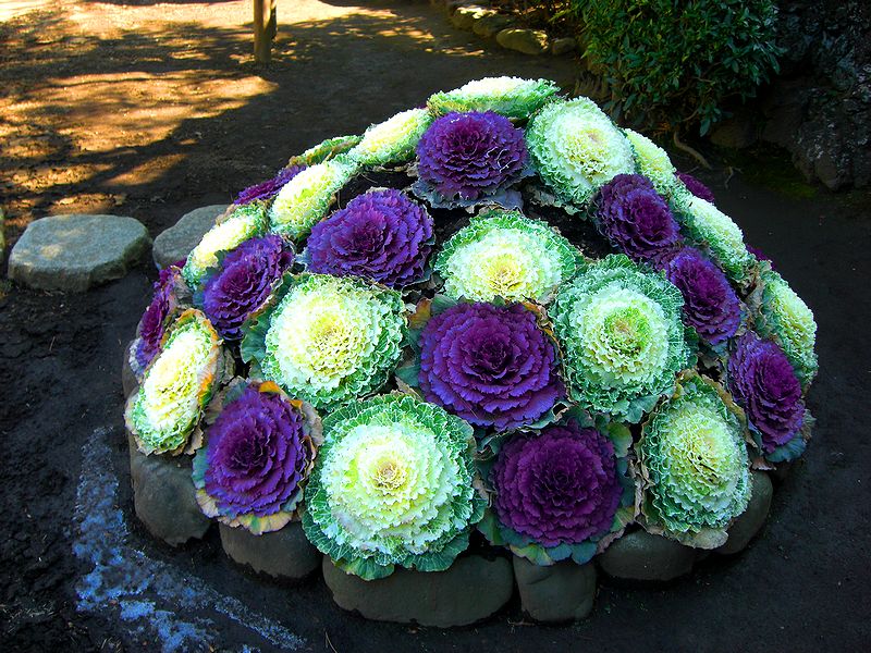 G1530_Your image is the best title ! G1530