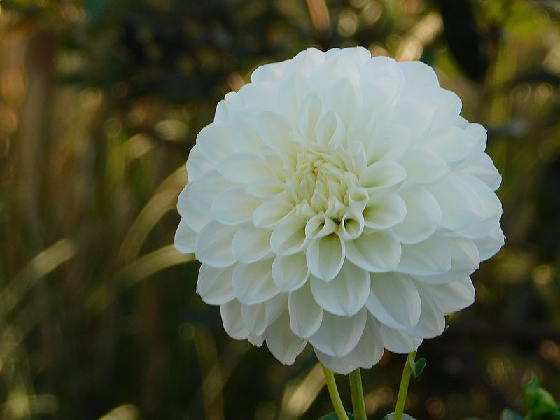 G1550_Your image is the best title ! G1550