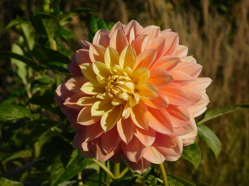 G1551_Your image is the best title ! G1551
