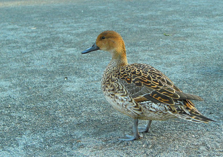 G1566_Your image is the best title ! G1566