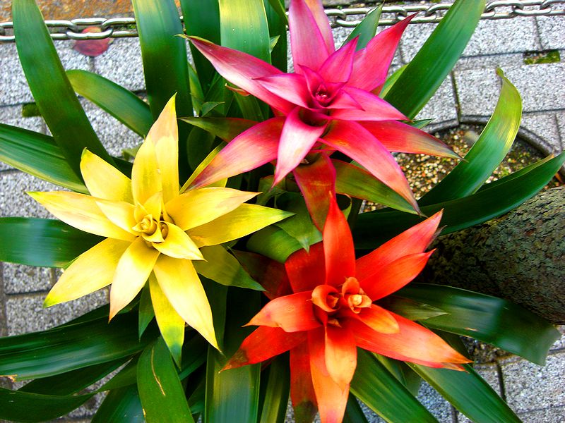 G1619_Your image is the best title ! G1619
