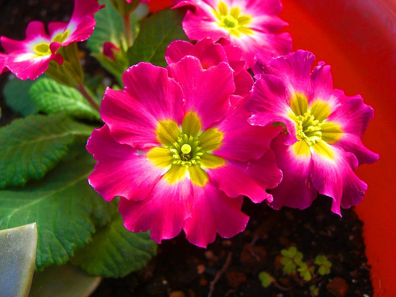 G1623_Your image is the best title ! G1623