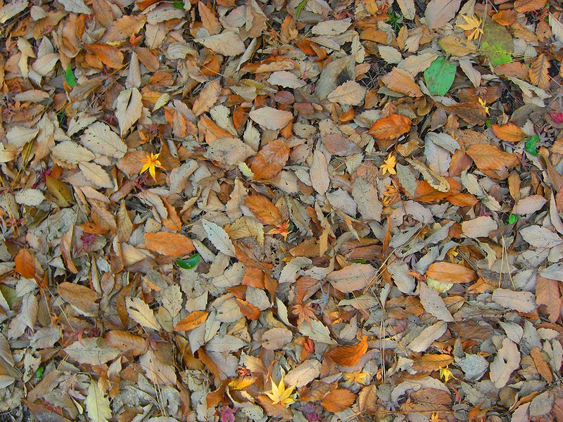 G1628_Your image is the best title ! G1628
