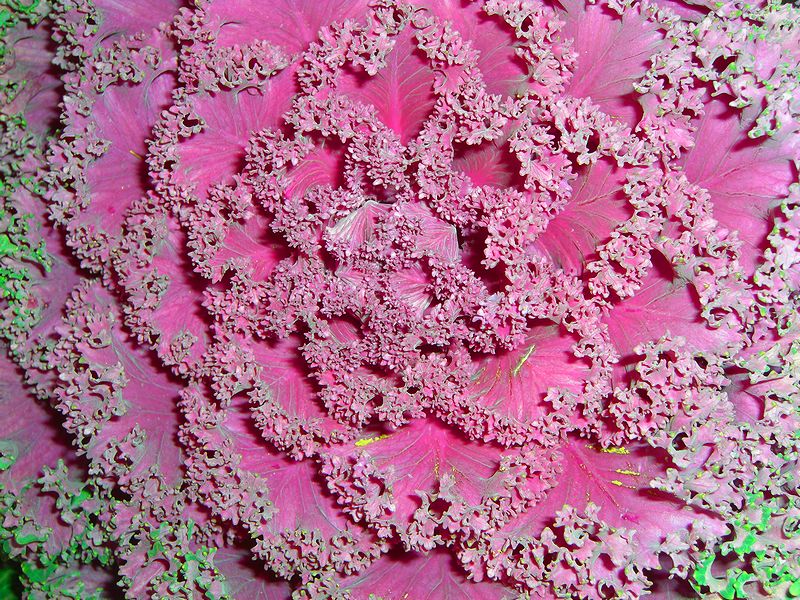 G1658_Your image is the best title ! G1658