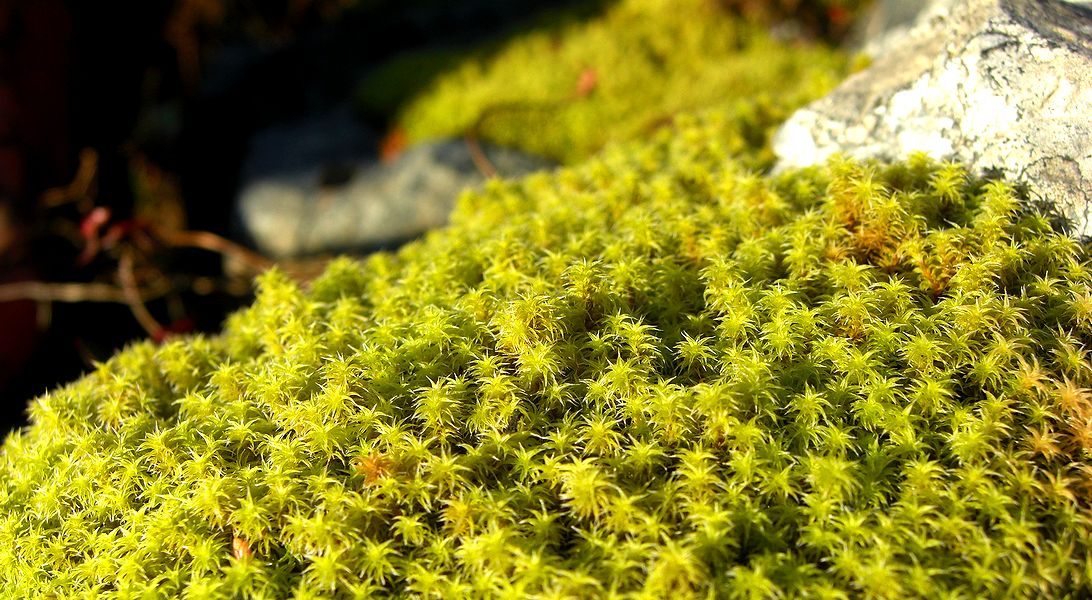 G1661_Your image is the best title ! G1661