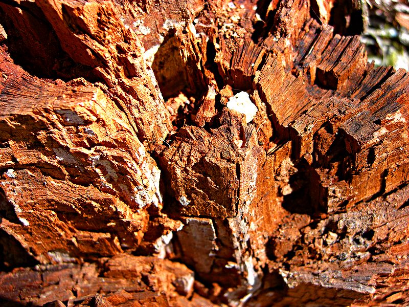 G1663_Your image is the best title ! G1663