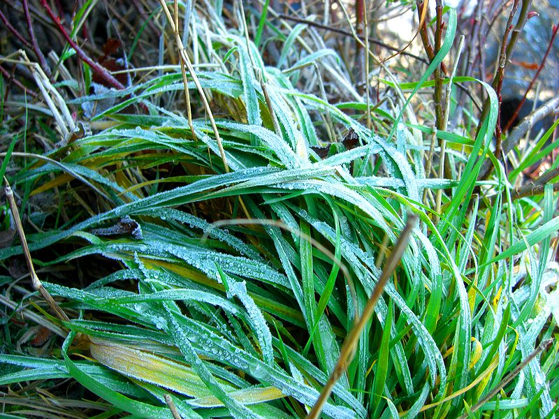 G1675_Your image is the best title ! G1675