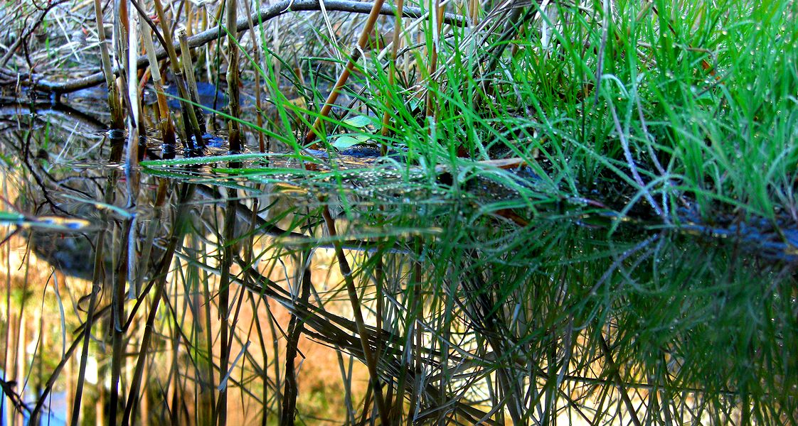 G1679_Your image is the best title ! G1679