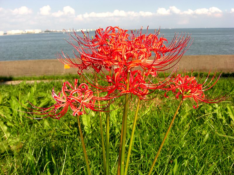 G1705_Your image is the best title ! G1705