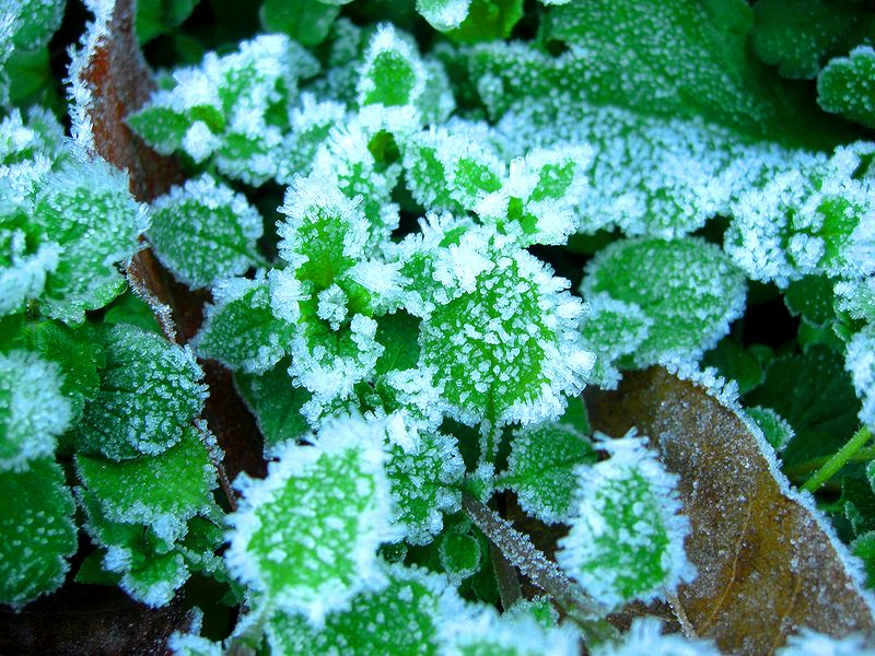G1716_Your image is the best title ! G1716