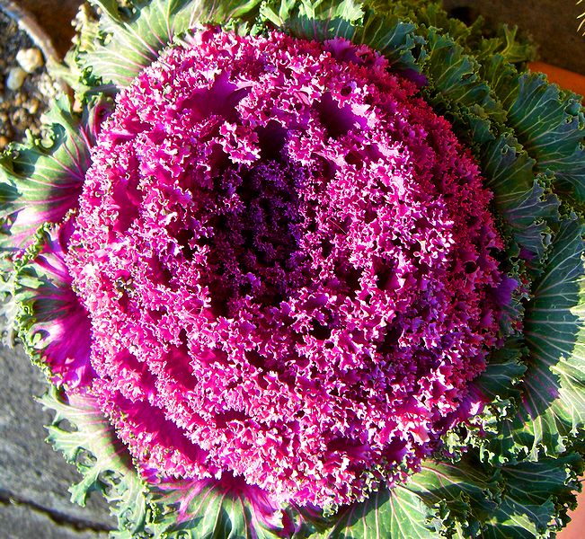 G1729_Your image is the best title ! G1729