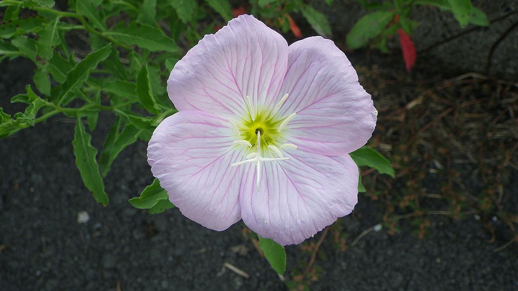 G1744_Your image is the best title ! G1744