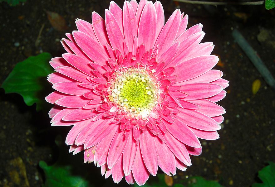 G1798_Your image is the best title ! G1798