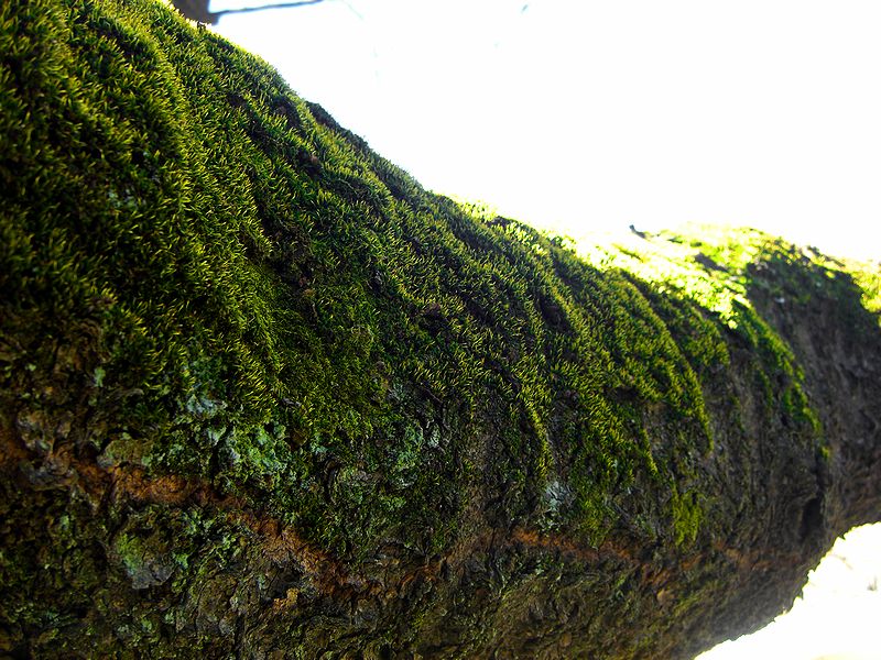 G1807_Your image is the best title ! G1807